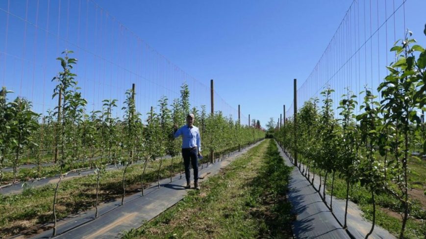 Cambio climático: el desafío que está reconfigurando la agricultura chilena