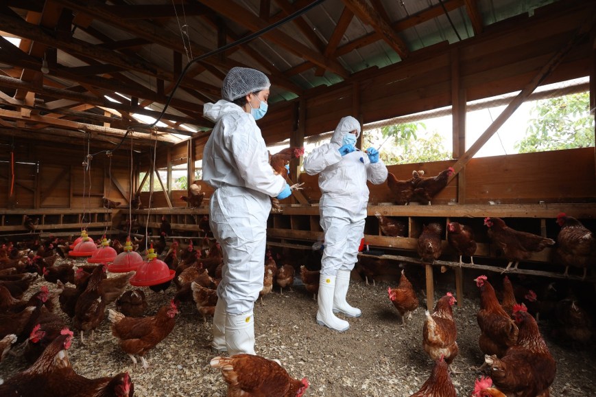 SAG refuerza vigilancia y prevención ante el escenario internacional de influenza aviar